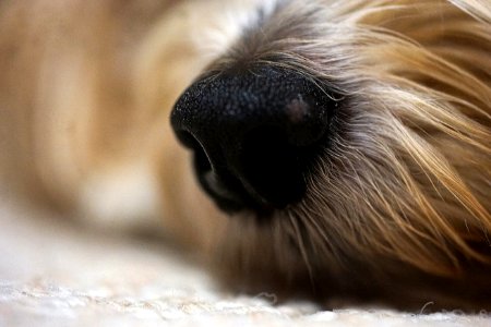 Dogs Nose photo