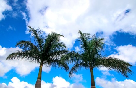 Low Angle Photography Of Coconut Trees photo