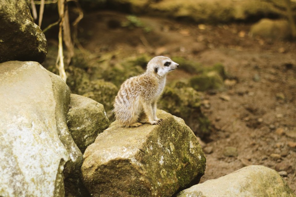 Photo Of Brown Meerkat On A Rock