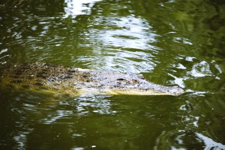 Photo Of Crocodile In Water photo