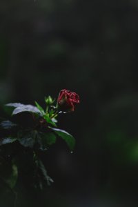 Selective Focus Photography Of Red Petaled Flower