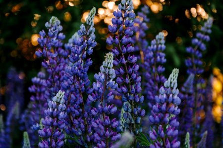 Hyacinth Buds