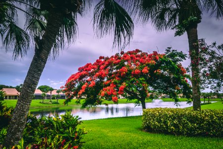 Red Flowers Near Body Of Water