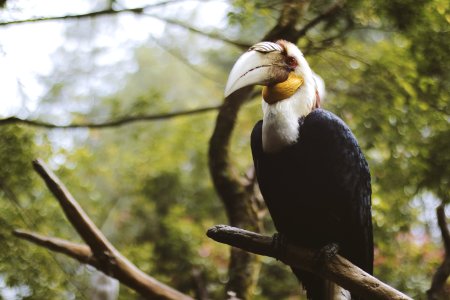 Photo Of A Black And White Wreathed Hornbill Perched On A Branch