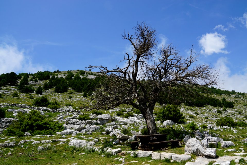 Black Tree In Middle Of Grass Land