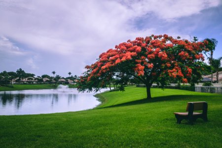 Photo Of Red Flowering Trees Beside Body Of Water photo