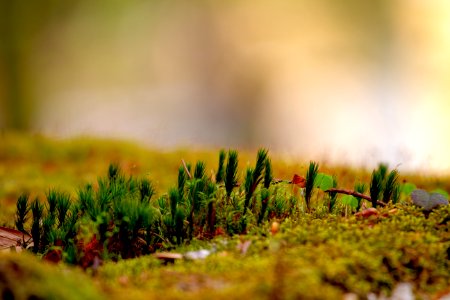 Selective Focus Photo Of Green Grasses