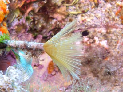 Marine Biology Underwater Fauna Organism