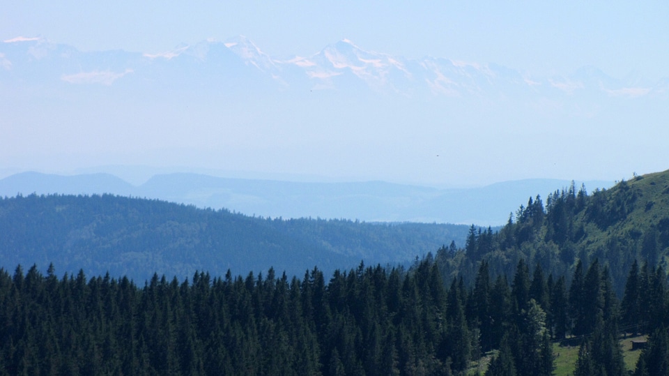 Firs alpenblick view