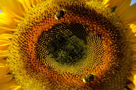 Sunflower Flower Yellow Close Up photo