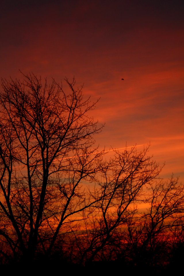 Sky Branch Red Sky At Morning Sunrise