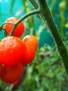 Natural Foods Fruit Tomato Potato And Tomato Genus photo