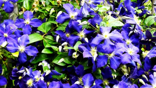 Flower Plant Blue Flora photo