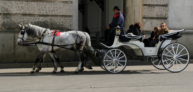 Carriage Horse And Buggy Horse Harness Mode Of Transport photo