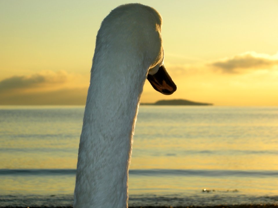 Sky Water Bird Beak Sea