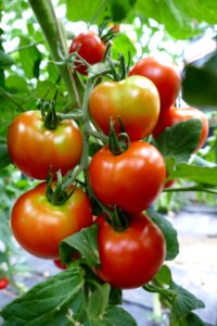 Natural Foods Vegetable Local Food Tomato photo