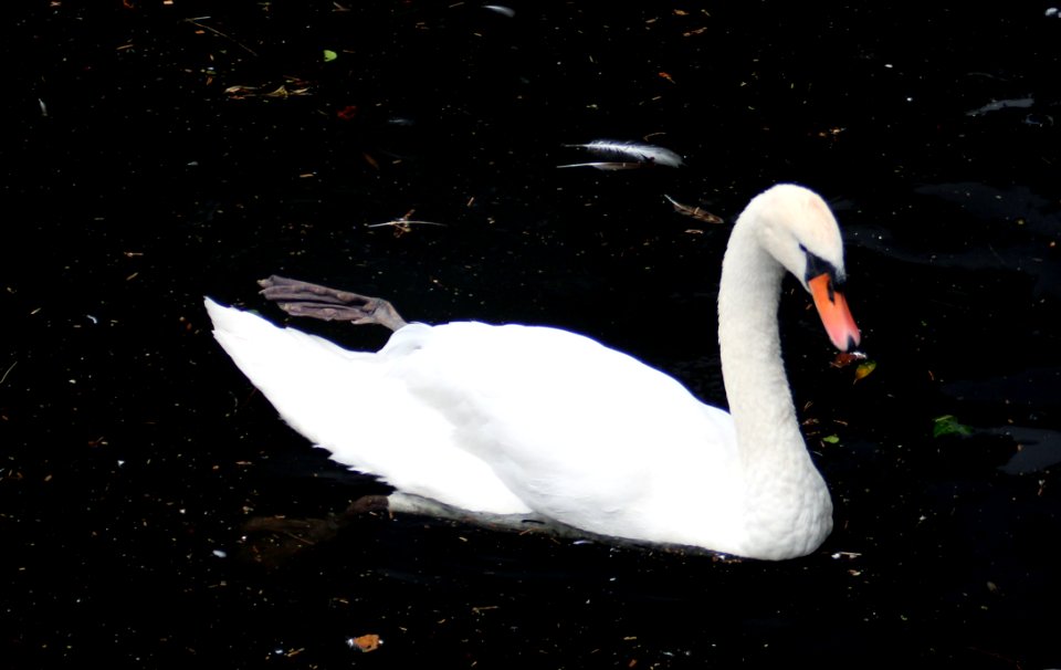 Swan Bird Water Bird Ducks Geese And Swans
