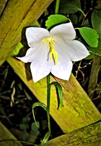 Flower Flora White Plant