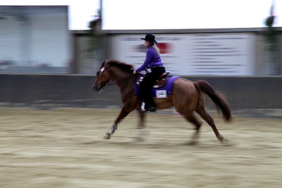 Bridle Horse Rein Equestrian