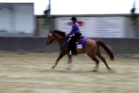 Bridle Horse Rein Equestrian photo