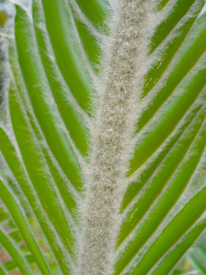 Floral decoration plant