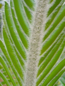 Floral decoration plant