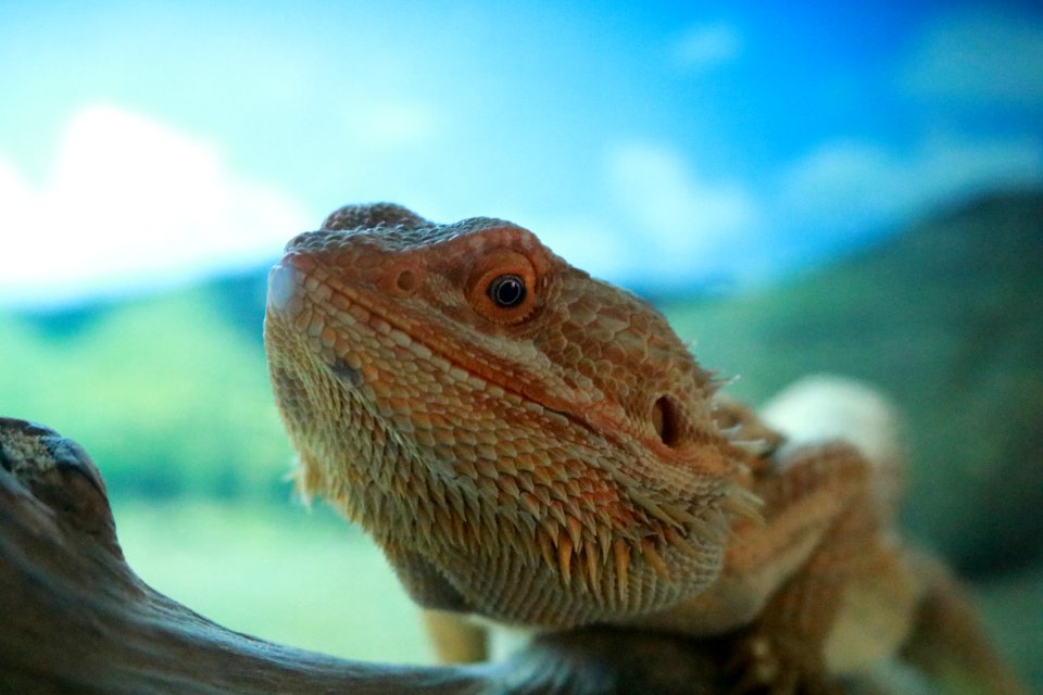 Reptile Fauna Iguania Lizard