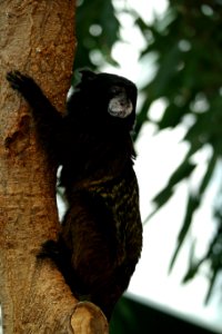 Fauna Fur Tree Snout
