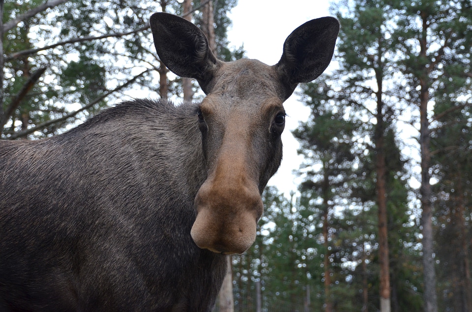 Animal mammal sweden