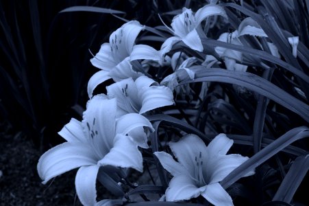 Flower White Plant Black And White photo