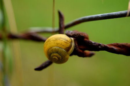 Snails And Slugs Snail Macro Photography Close Up photo