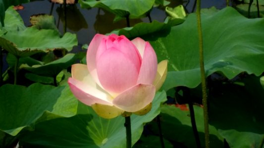Flower Plant Lotus Sacred Lotus photo