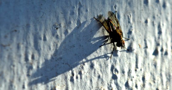 Insect Sky Invertebrate Tree