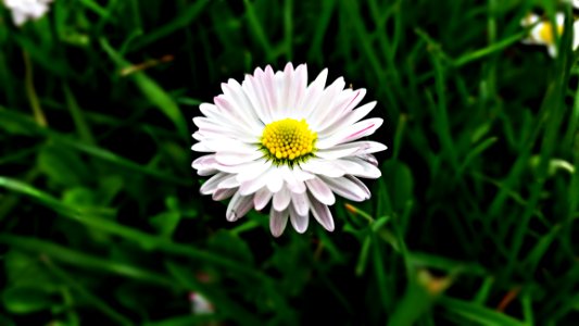 Flower Flora Plant Daisy photo