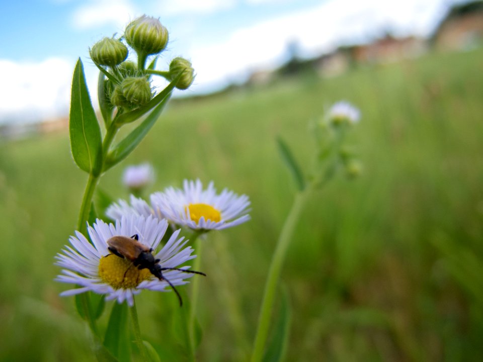Flower Flora Meadow Wildflower