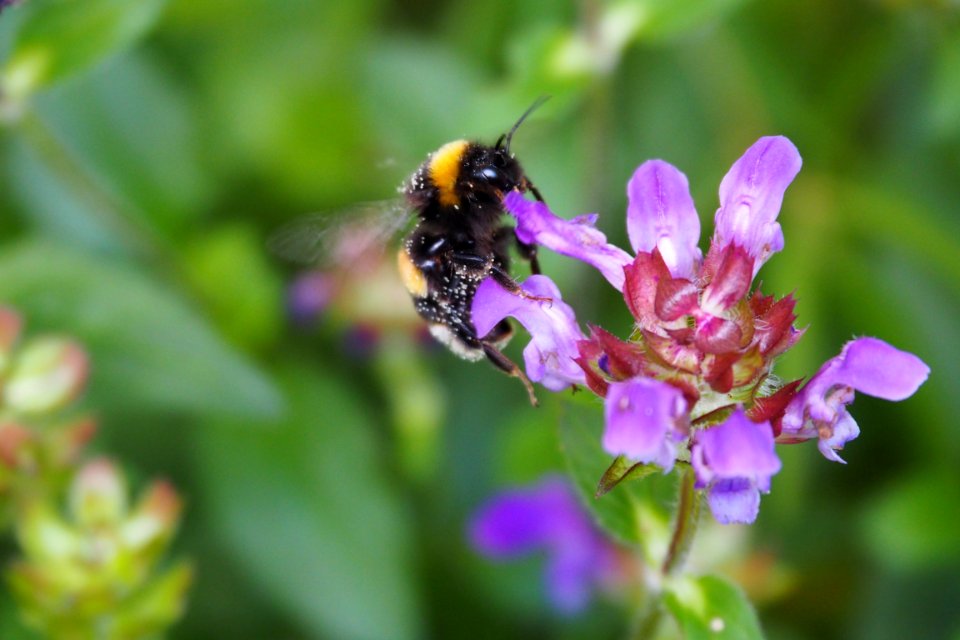 Bee Honey Bee Nectar Bumblebee
