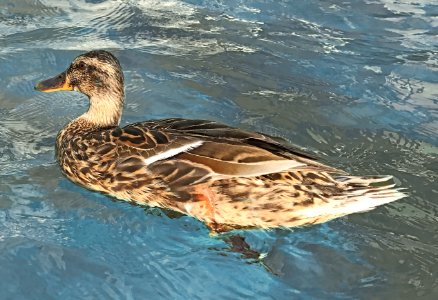 Duck Bird Mallard Water photo