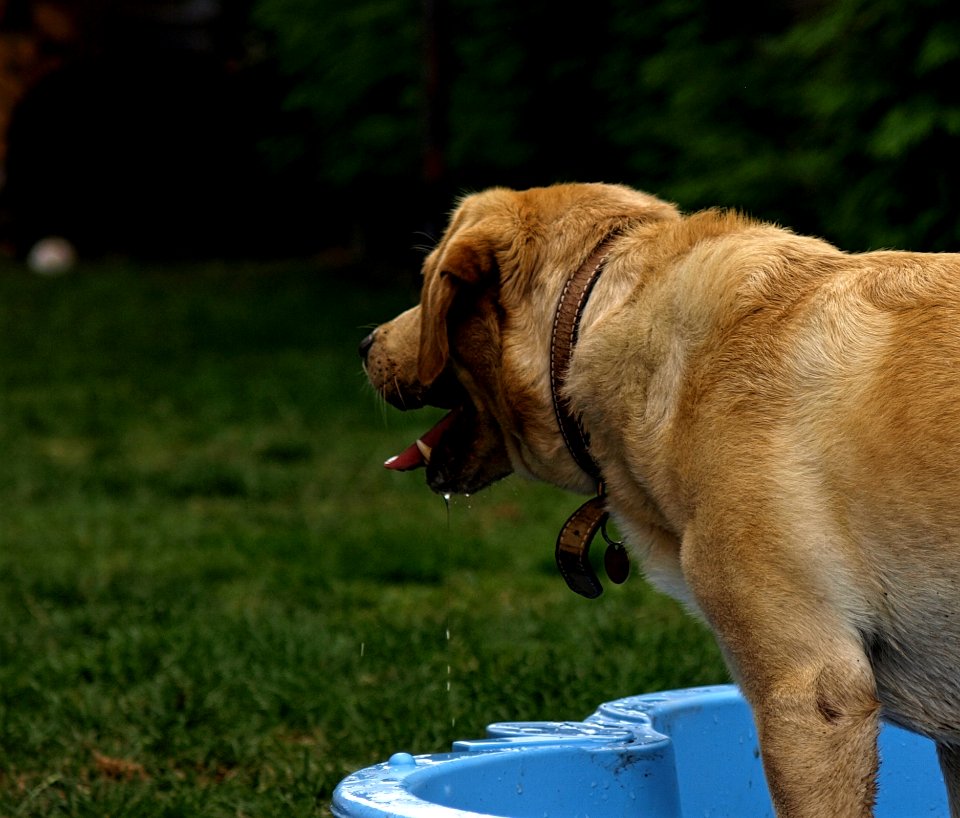 Dog Dog Breed Dog Like Mammal Dog Breed Group