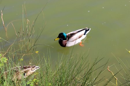 Bird Duck Ecosystem Fauna photo