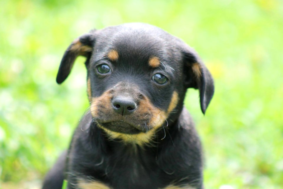 Dog Dog Like Mammal Dog Breed Mammal