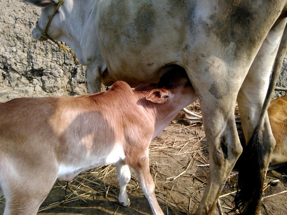 Cattle Like Mammal Fauna Calf Dairy Cow