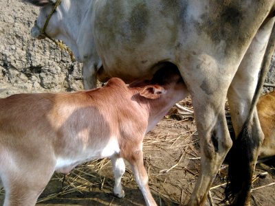 Cattle Like Mammal Fauna Calf Dairy Cow