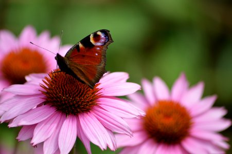 Flower Butterfly Nectar Insect photo
