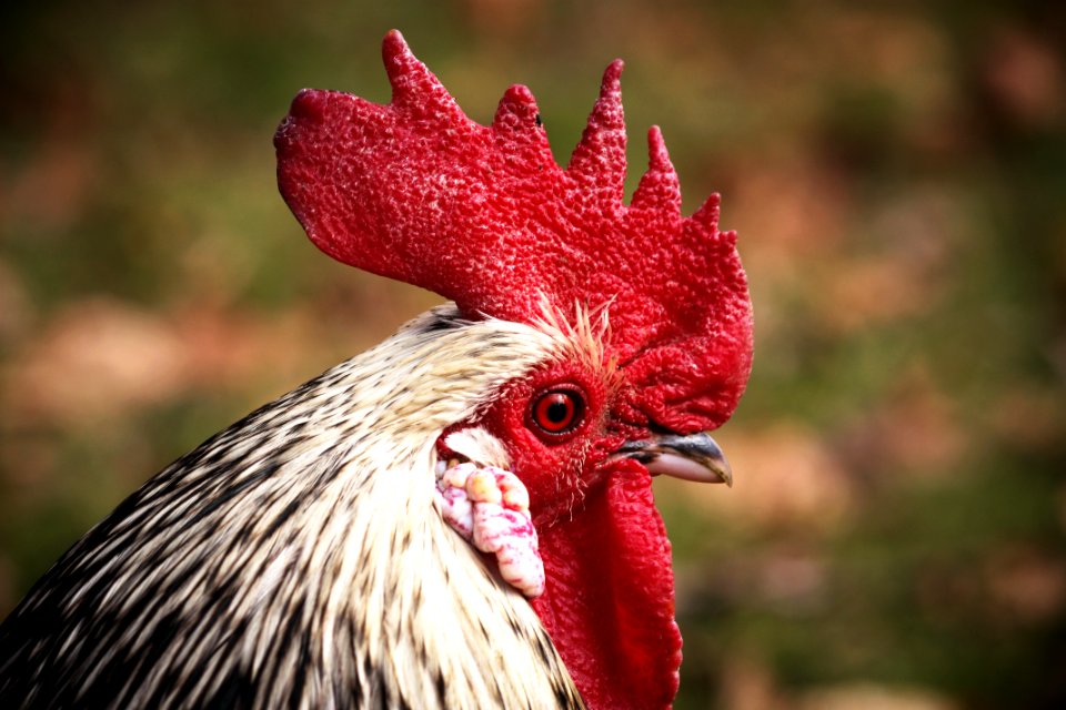 Chicken Beak Galliformes Rooster