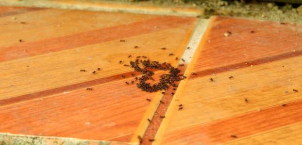 Insect Bee Beehive Invertebrate