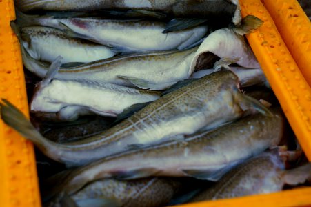 Fish Fish Products Seafood Animal Source Foods