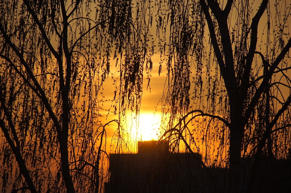 Tree the sun birch