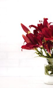 Red Flowers