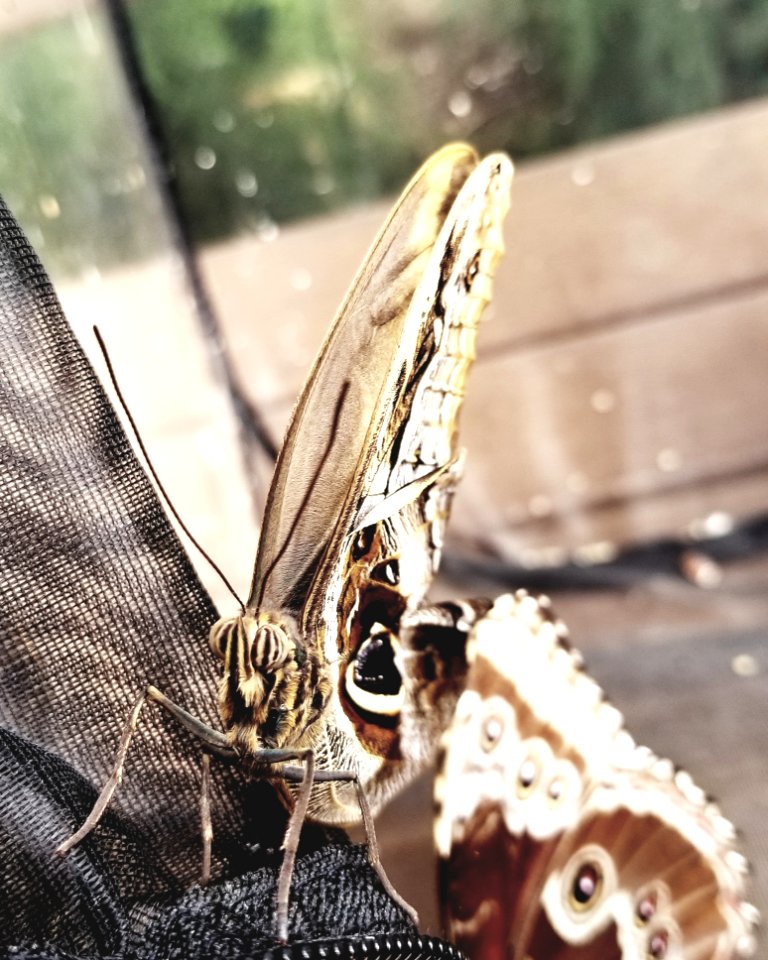 Moths And Butterflies Insect Butterfly Invertebrate