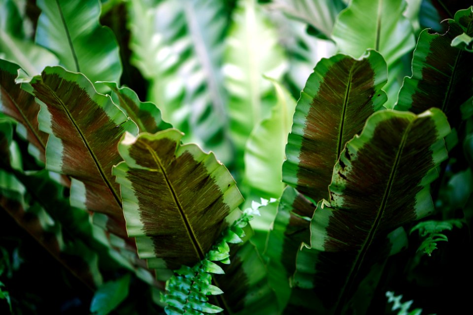 Close-up Photograph Of Green Leafed Plant